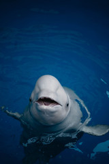 great white shark in aquarium