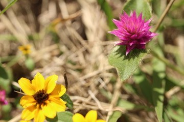 flower in the garden