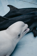 Fototapeta premium dolphin in water