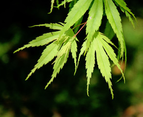 green maple leaves against a dark background