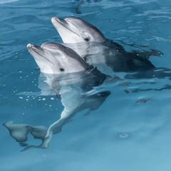 dolphin in blue water
