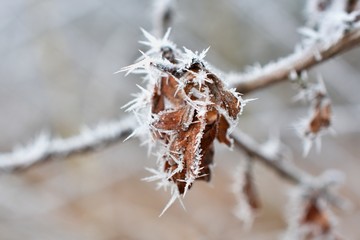 Close up of dry and frozen wild flower in winter forest, Slovakia,Europe