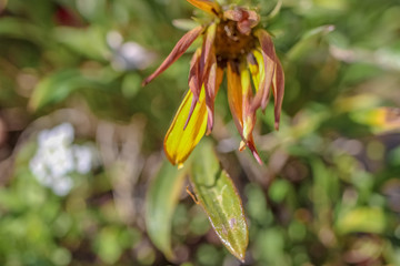 yellow flowers in the garden