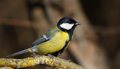 Great tit on branch background, Parus major