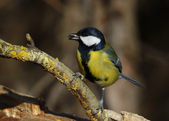 Great tit on branch background, Parus major