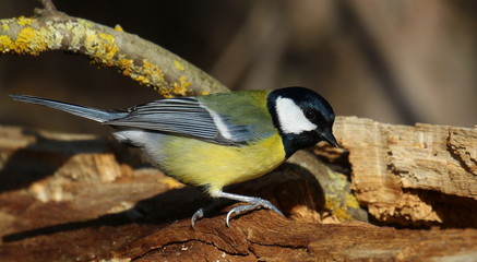Great tit on branch background, Parus major
