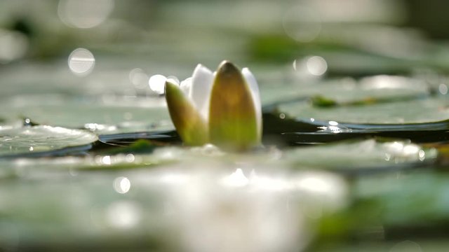 water lilies swaying on the waves in slow motion
