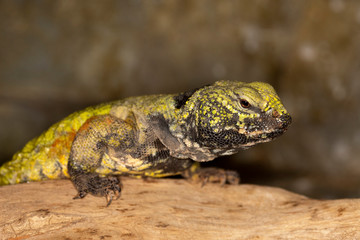 FOUETTE QUEUE uromastyx acanthinurus © slowmotiongli