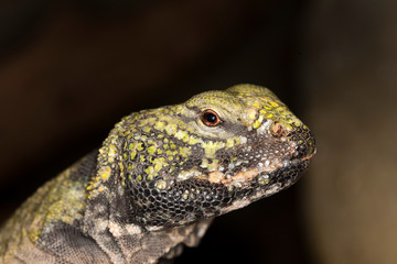 FOUETTE QUEUE uromastyx acanthinurus