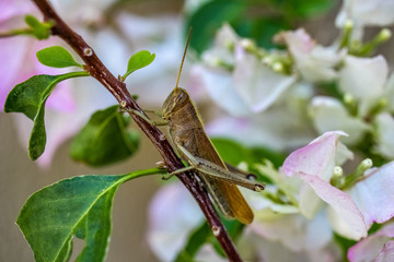grasshopper on flower