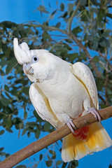CACATOES DES PHILIPPINES cacatua haematuropygia