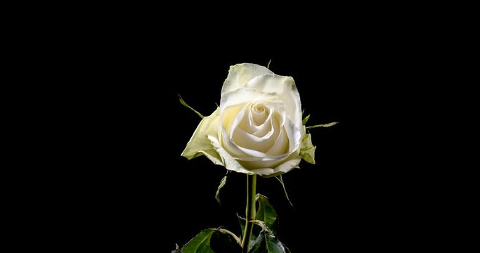 Time-lapse of dying soft white rose isolated on black background 4k