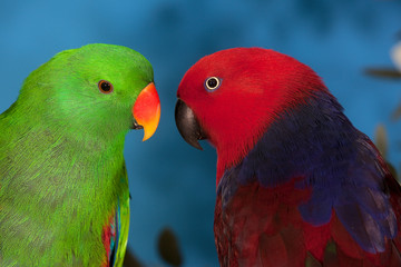 ECLECTUS eclectus roratus