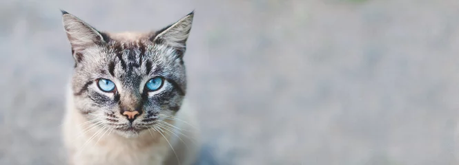 Foto op Plexiglas Dierenarts Bannerontwerp - kat met blauwe ogen