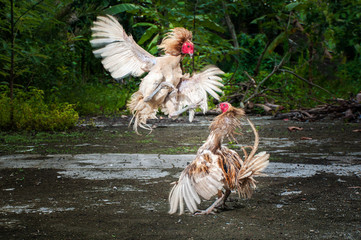 Two Rooster Fighting