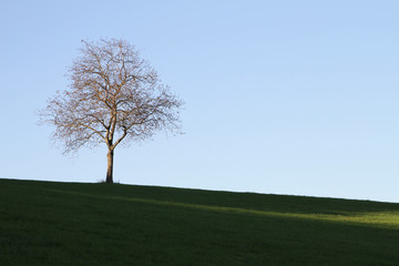 Fototapeta na wymiar Single tree as a shilouette against a clear sky on a pasture in Odenwald Germany