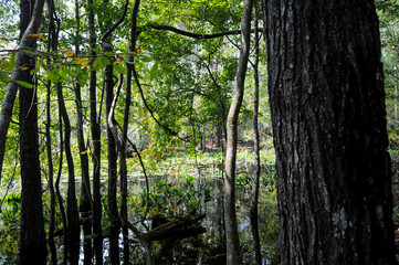 the swamp trees