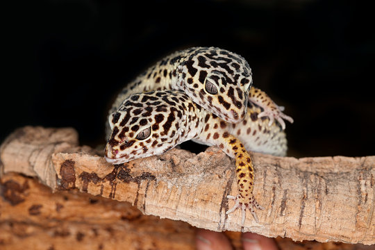 GECKO LEOPARD Eublepharis Macularius