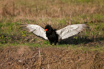 AIGLE  BATELEUR terathopius ecaudatus