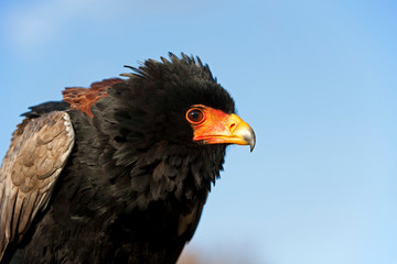 AIGLE  BATELEUR terathopius ecaudatus