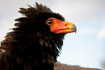 AIGLE  BATELEUR terathopius ecaudatus