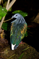 PIGEON DE NICOBAR caloenas nicobarica