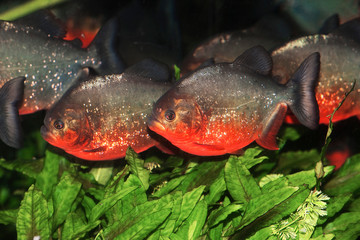 PIRANHA ROUGE pygocentrus nattereri