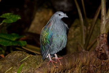 PIGEON DE NICOBAR caloenas nicobarica