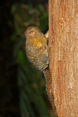 Obraz premium OUISTITI PYGMEE callithrix pygmaea