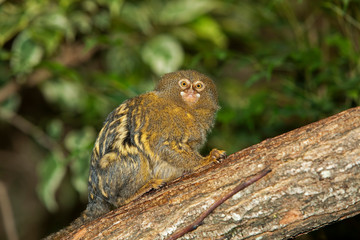 OUISTITI PYGMEE callithrix pygmaea