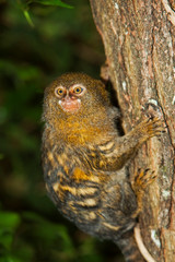 OUISTITI PYGMEE callithrix pygmaea