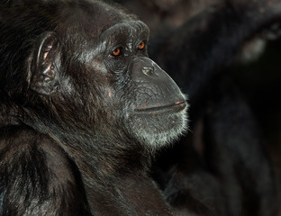 CHIMPANZE pan troglodytes