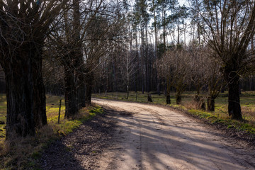 Ciepła zima 2020 na Podlasiu. Podlaskie wierzby. Ocieplenie klimatu