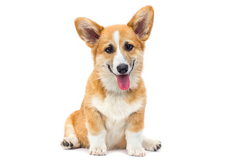 funny red welsh corgi puppy sitting and looking up on a white background