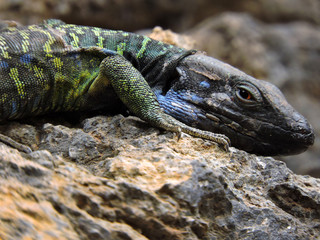Iguana on rock