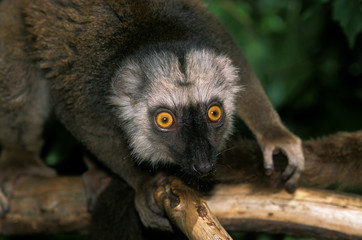 LEMUR A FRONT BLANC eulemur fulvus albifrons