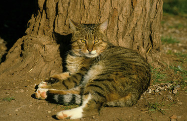 EUROPEEN BROWN TABBY
