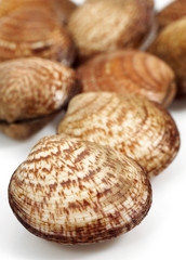 AMANDE DE MER glycymeris  glycymeris