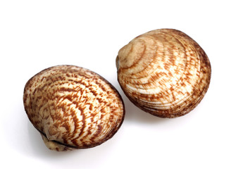 AMANDE DE MER glycymeris  glycymeris