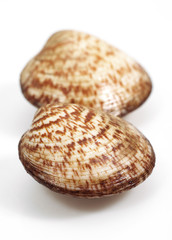 AMANDE DE MER glycymeris  glycymeris