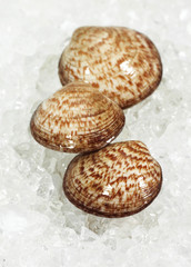 AMANDE DE MER glycymeris  glycymeris