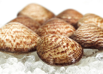 AMANDE DE MER glycymeris  glycymeris