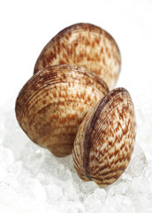 AMANDE DE MER glycymeris  glycymeris