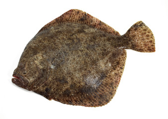 TURBOT POISSONNERIE