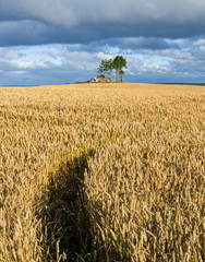 Harvest Gold