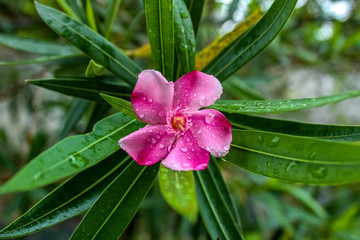 Obraz premium flower in garden
