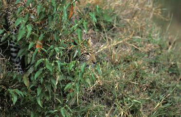 PANTHERE LEOPARD panthera pardus