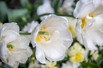 Tulips in the garden Mirabell, Salzburg, Austria