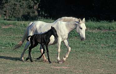 Obraz premium LIPIZZAN