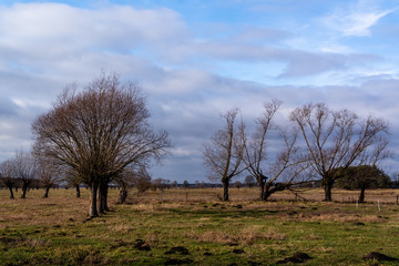  Ciepła zima 2020 na Podlasiu. Podlaskie wierzby. Ocieplenie klimatu